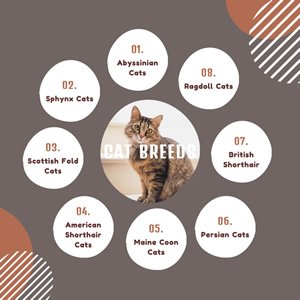 Cat Breeds Bubble Map Chart Design