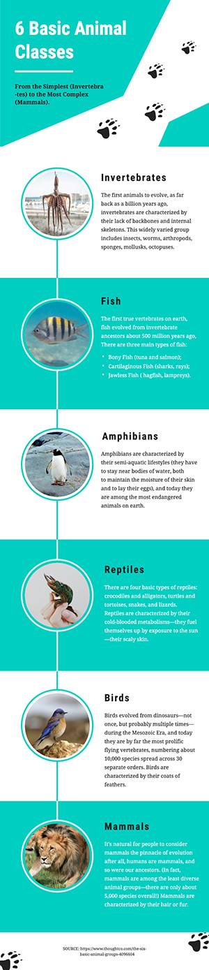 Animal Type Infographic Design